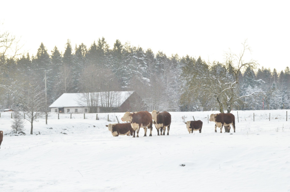 Kor i hage med snö på marken