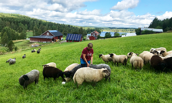 Lamm med bonde i hage
