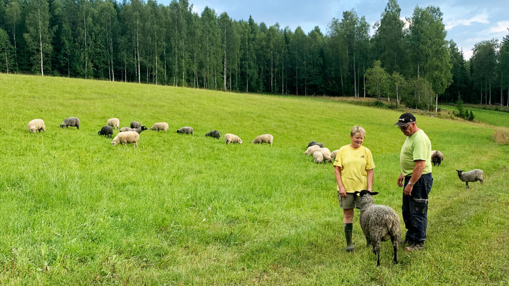 Man och kvinna i hage med får