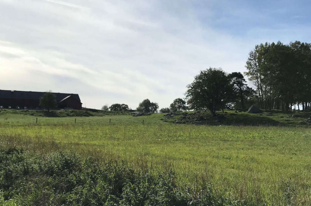 Grön äng med lada i bakgrunden