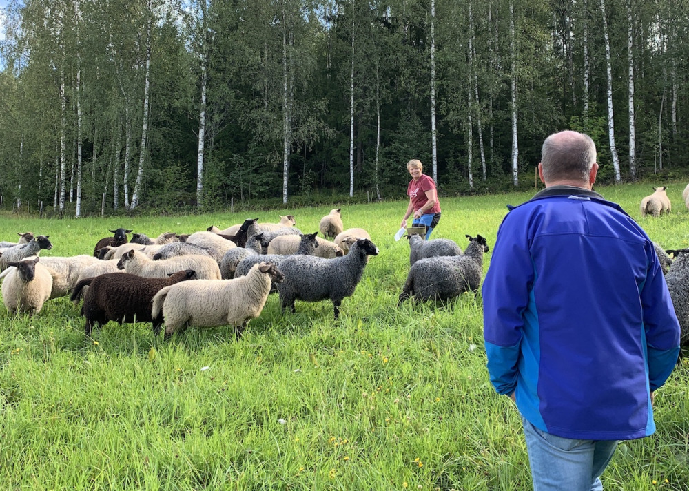 Bonde i hage med får