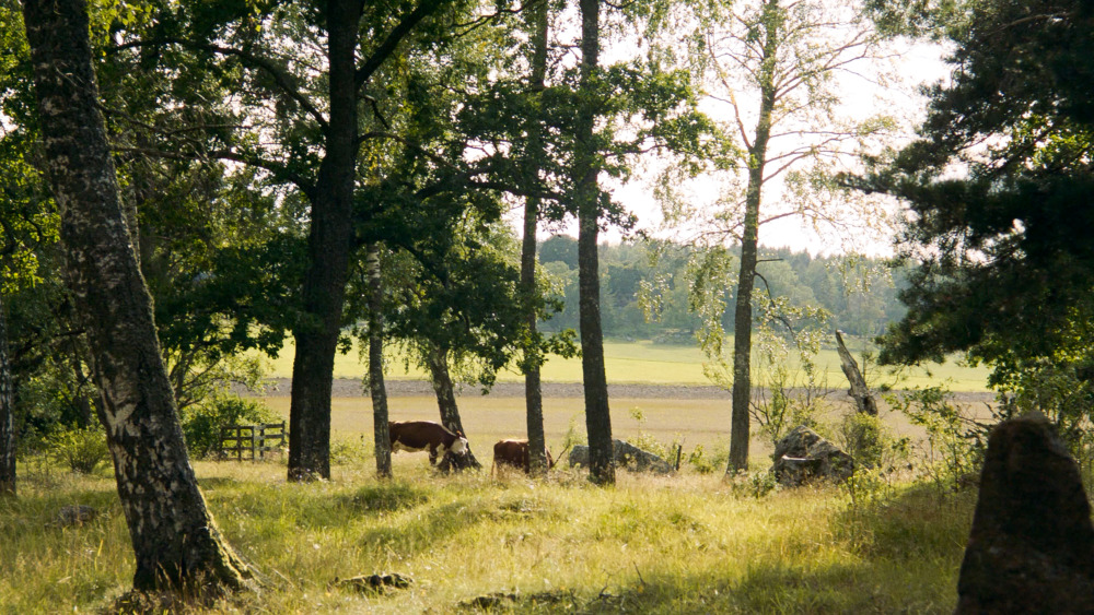 Betande djur i en hage på en svensk gård