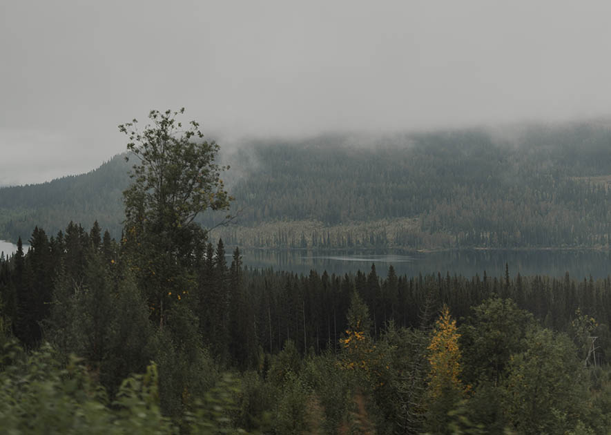 Mörk skog