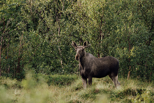 &Auml;lg i skogen