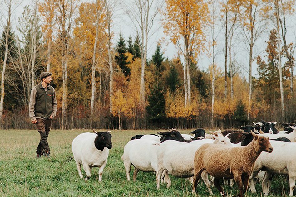 Får med bonde utomhus