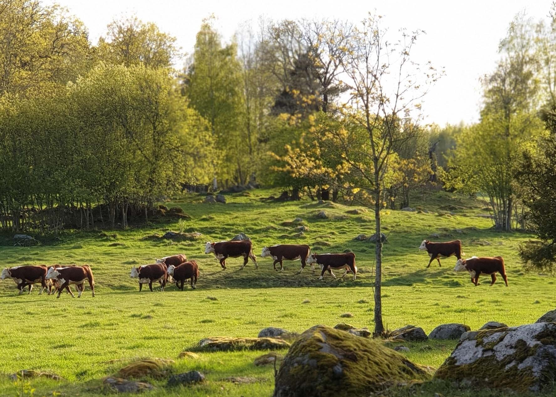 Kor i gr&auml;s