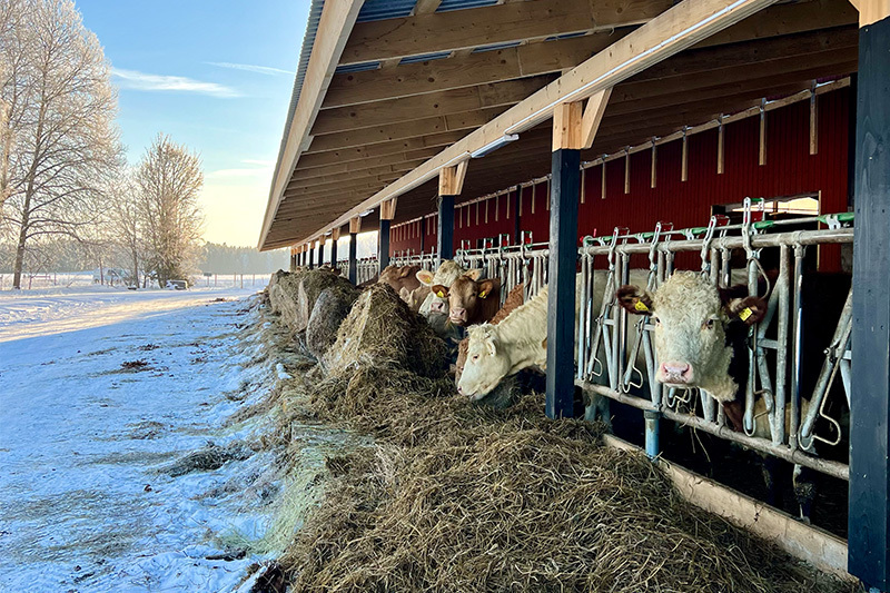Kor i stall &auml;ter h&ouml;